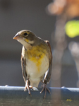Dickcissel